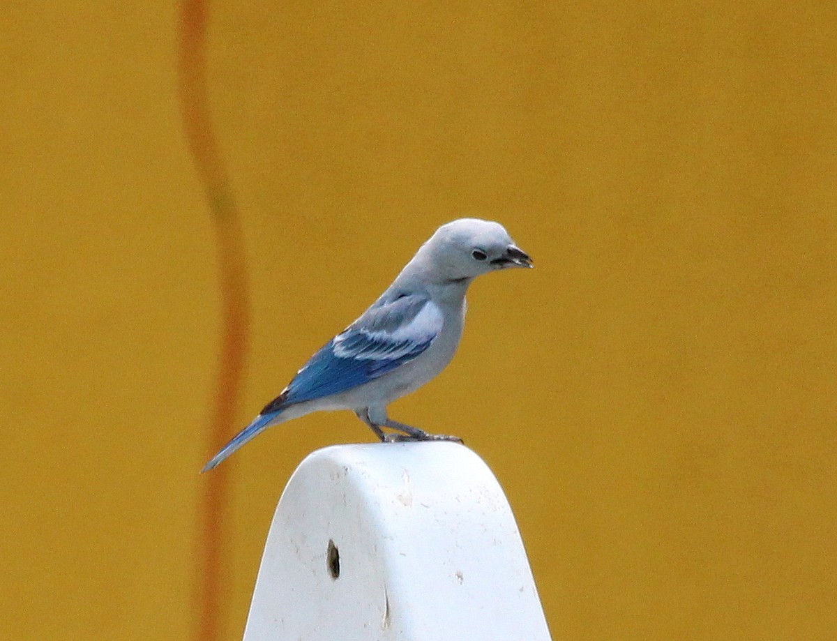 Blue-gray Tanager - Elby Anderson A Silva