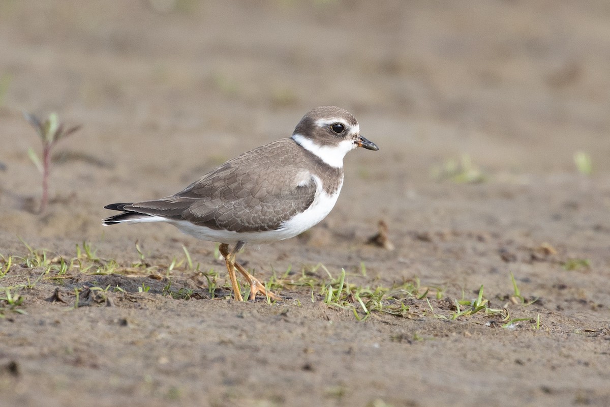 Semipalmated Plover - ML268732261