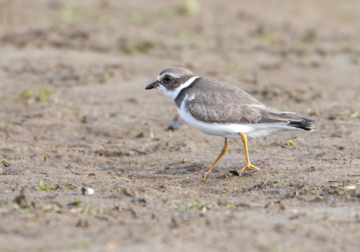 Semipalmated Plover - ML268732271