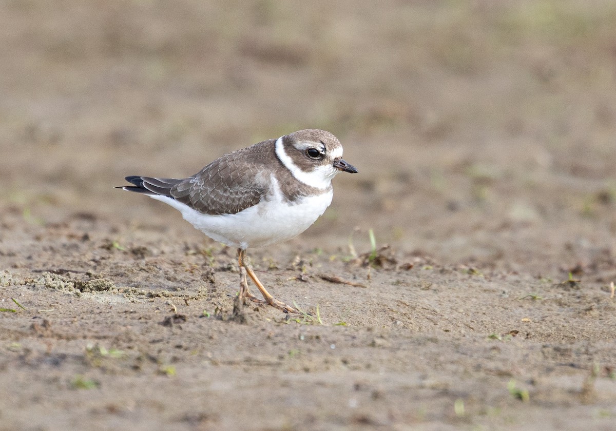 Semipalmated Plover - ML268732281