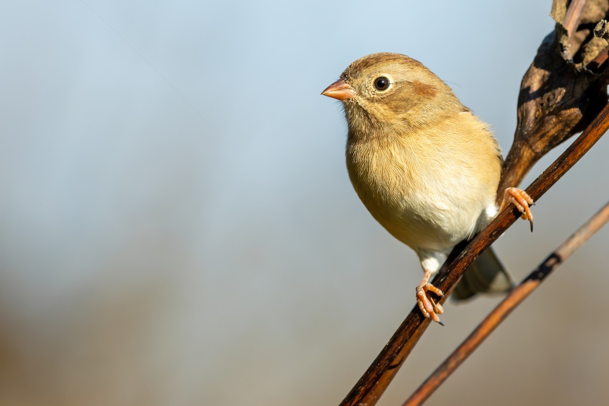 Field Sparrow - ML268736851