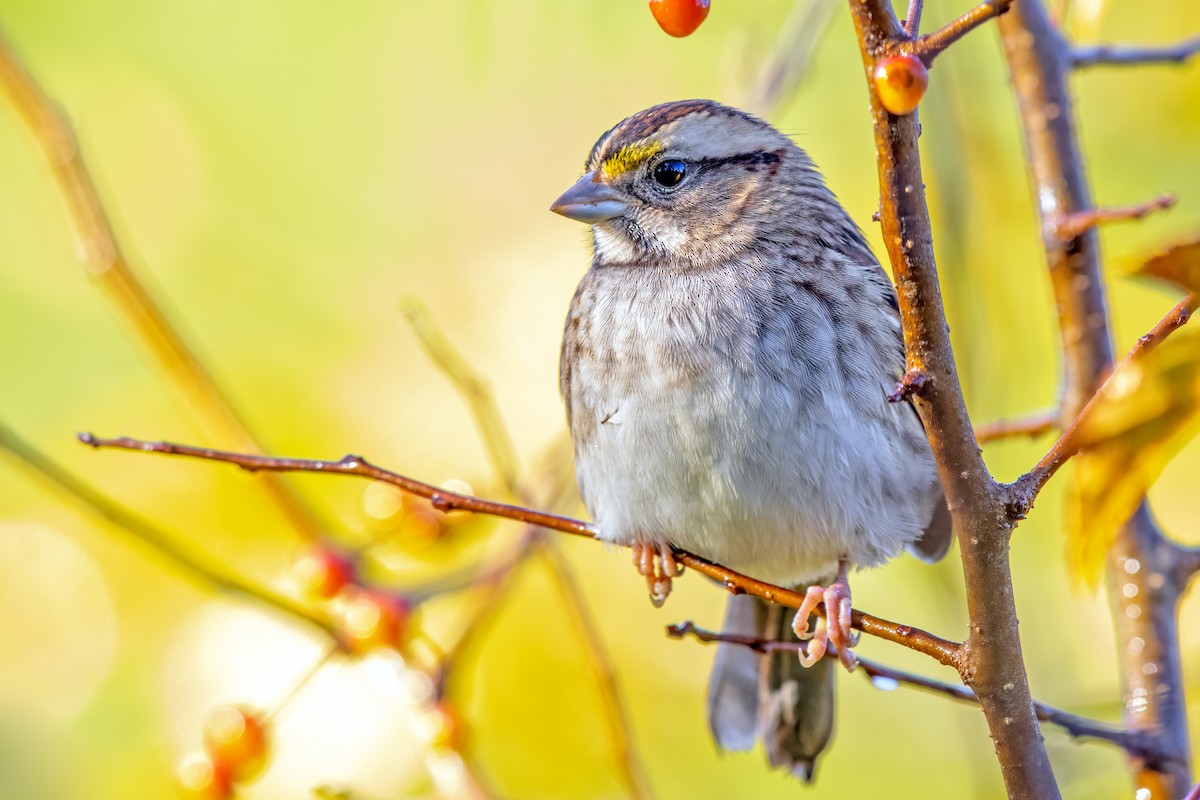 White-throated Sparrow - ML268737321