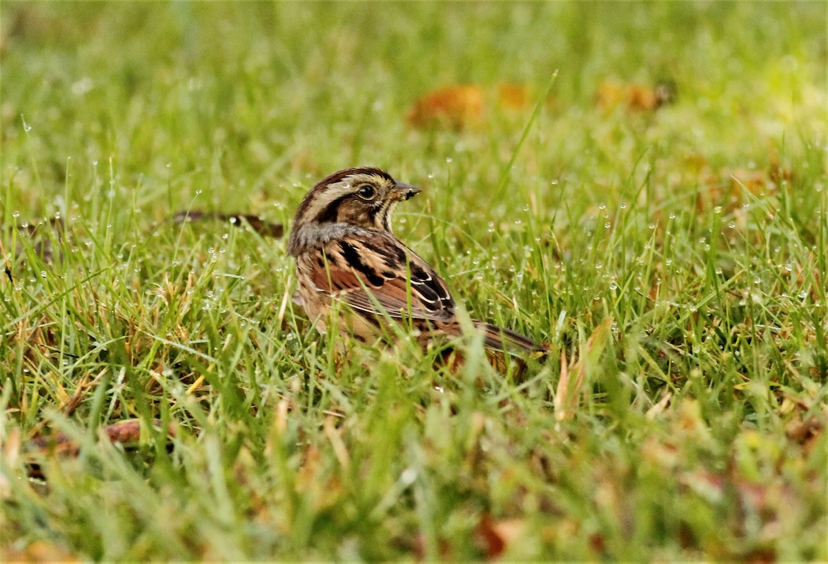 Swamp Sparrow - ML268738881
