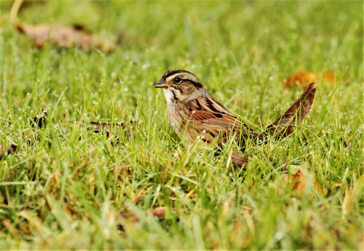 Swamp Sparrow - ML268738891