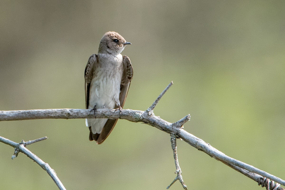 Northern Rough-winged Swallow - Sue Barth