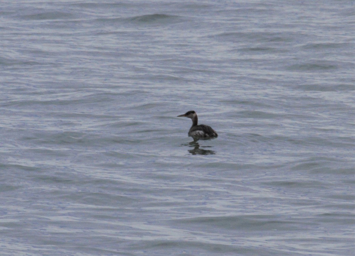 Red-necked Grebe - ML268745711