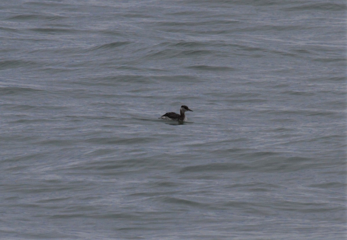 Red-necked Grebe - ML268745721