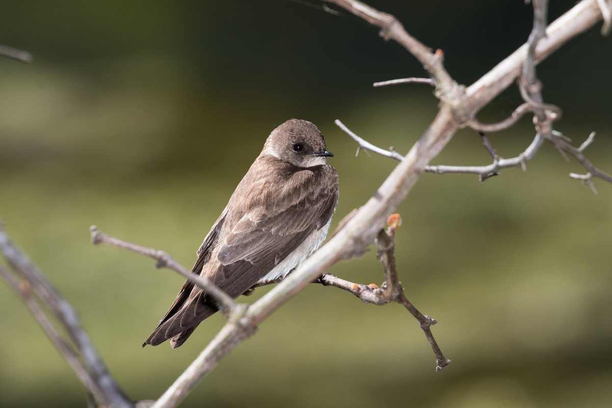 Northern Rough-winged Swallow - Kathy Malone