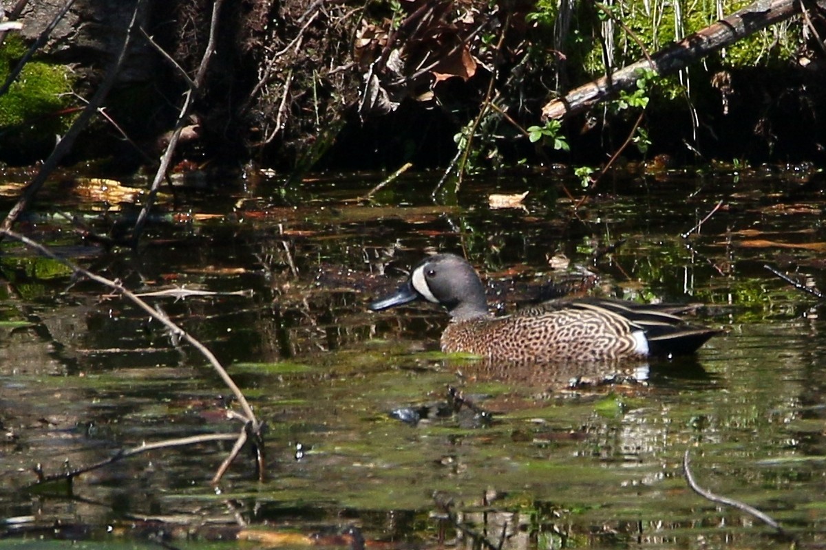 Blue-winged Teal - Russ Smiley