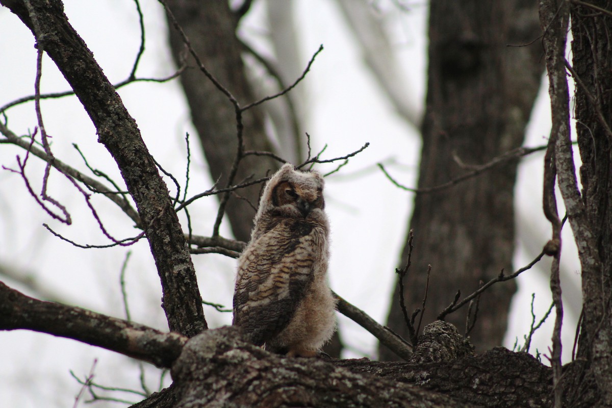 Great Horned Owl - Shelby Thomas