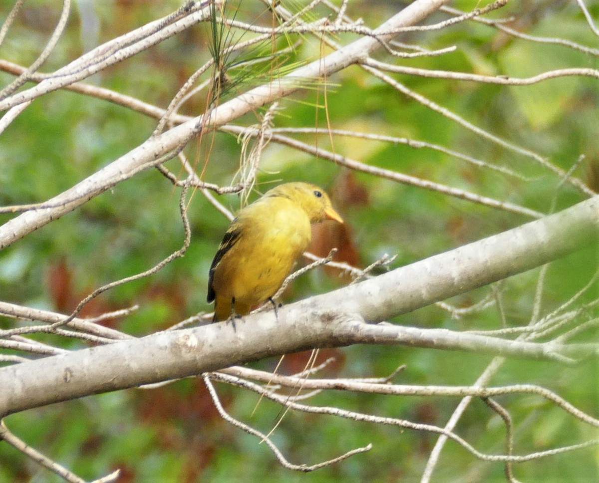 Western Tanager - ML268756321