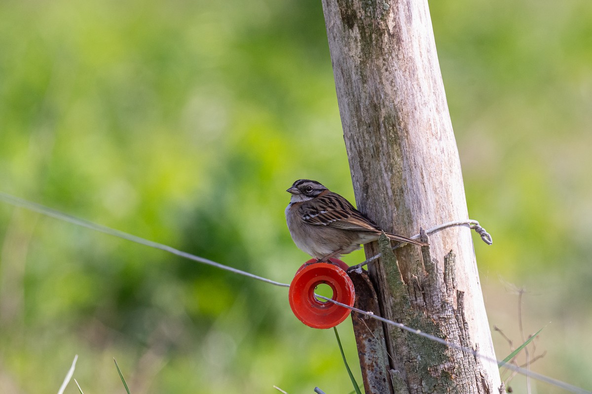 Rufous-collared Sparrow - Pablo Ramos