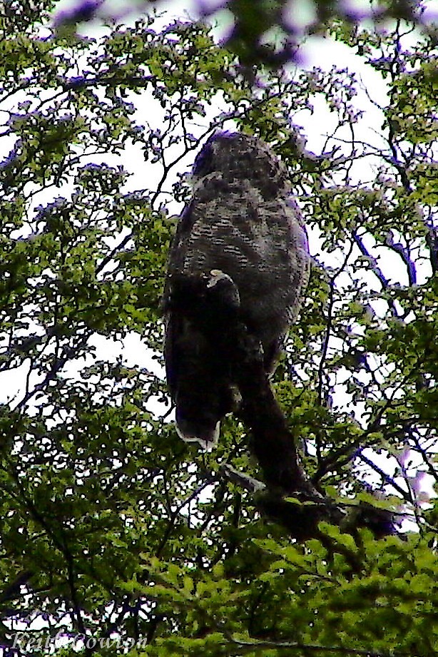 Lesser Horned Owl - ML268761961
