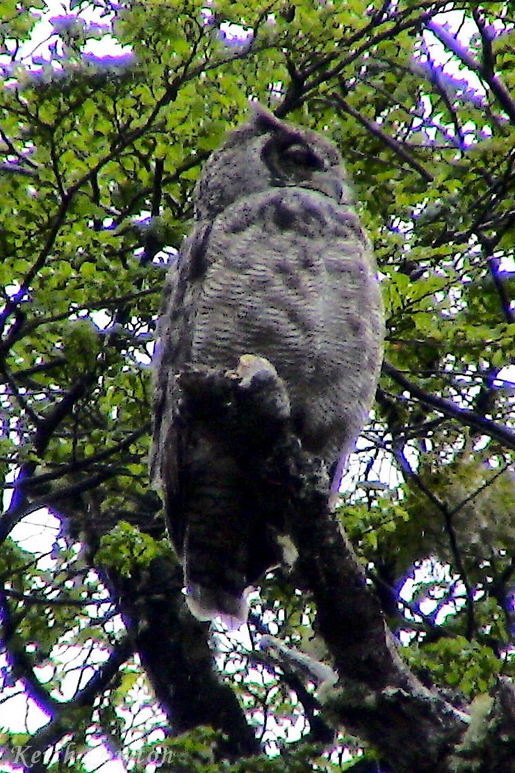 Lesser Horned Owl - ML268762051