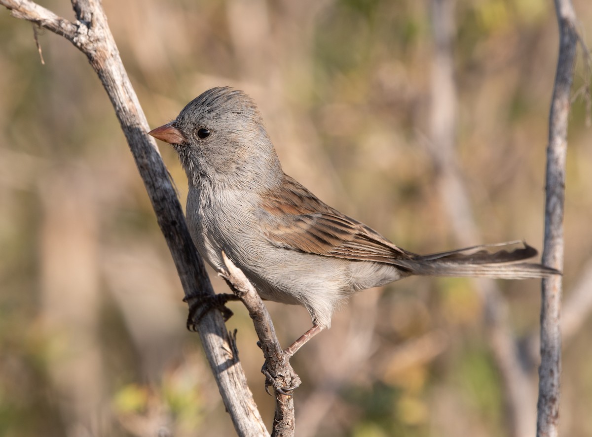 Black-chinned Sparrow - ML268762161