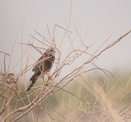 Levant Sparrowhawk - Irvin Calicut