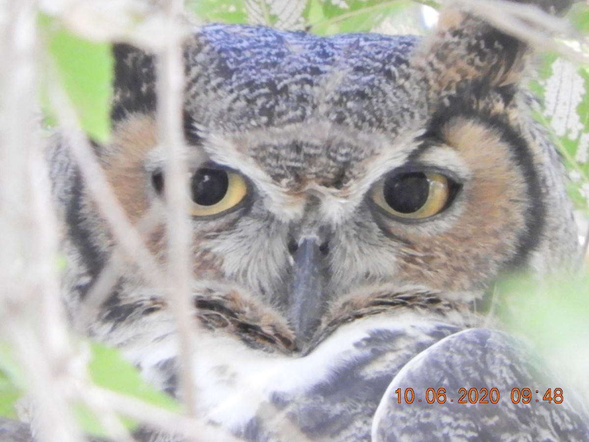 Great Horned Owl - ML268765301