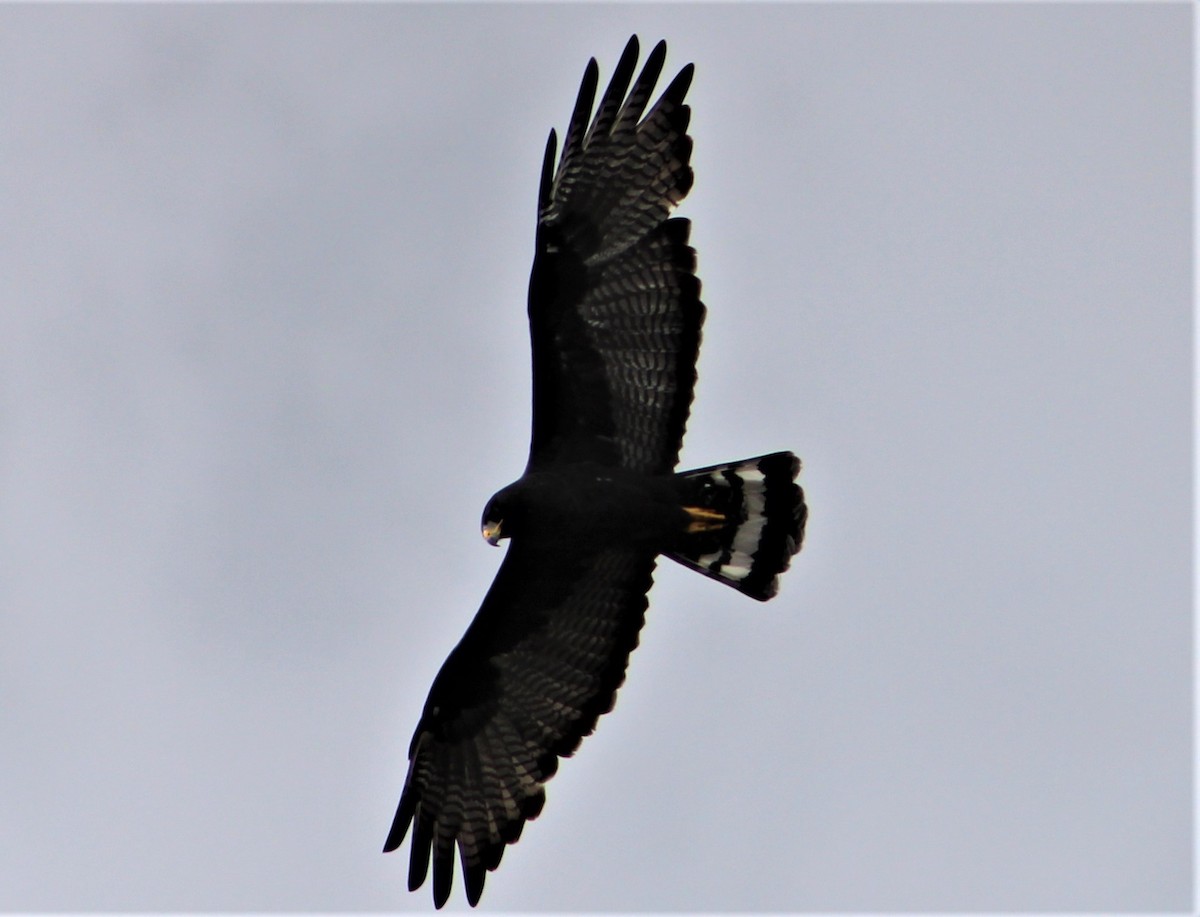 Zone-tailed Hawk - T L P L