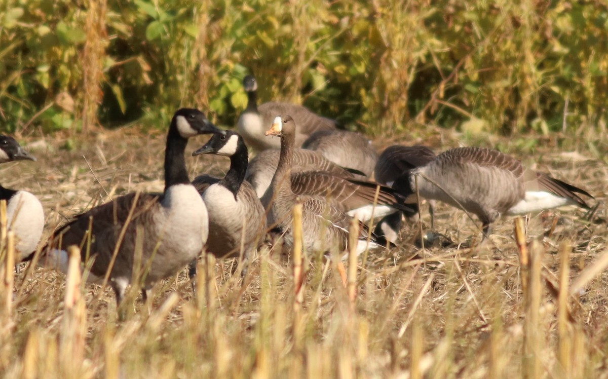 Greater White-fronted Goose - Émile Brisson-Curadeau