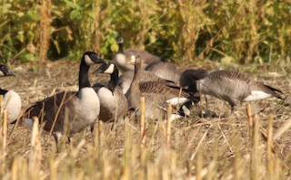 Greater White-fronted Goose, ML268772631
