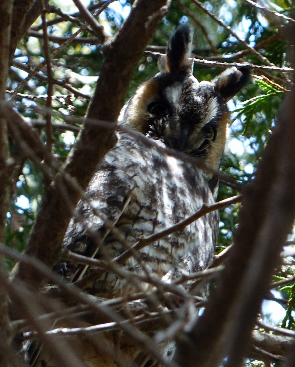 Long-eared Owl - ML26877461