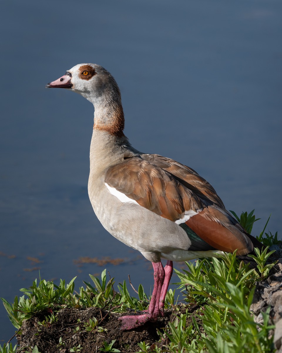 Egyptian Goose - Alistair Routledge
