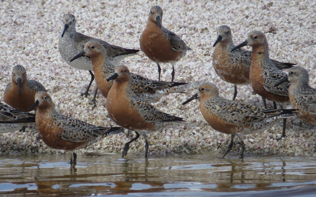 Red Knot - ML26877811