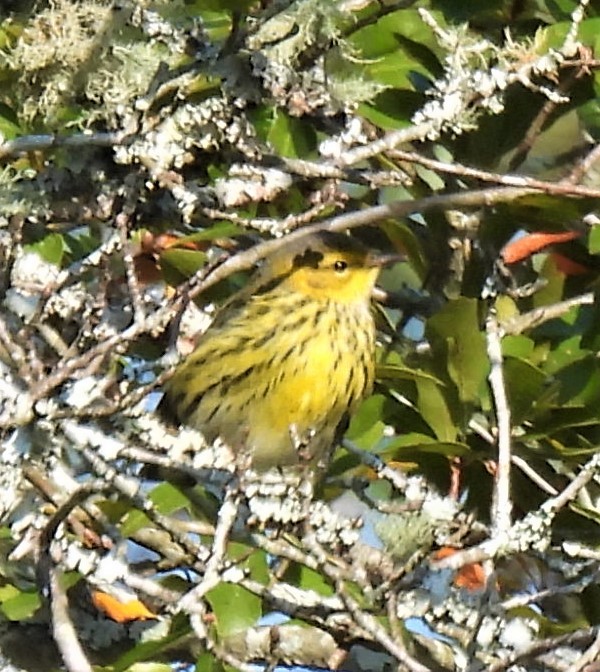 Cape May Warbler - ML268778311