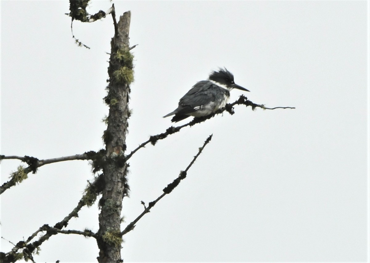 Belted Kingfisher - ML268778501