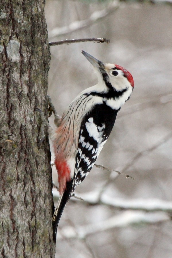 White-backed Woodpecker (White-backed) - ML268778801