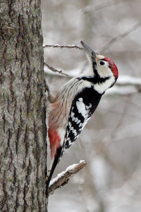 White-backed Woodpecker (White-backed) - Pavel Parkhaev