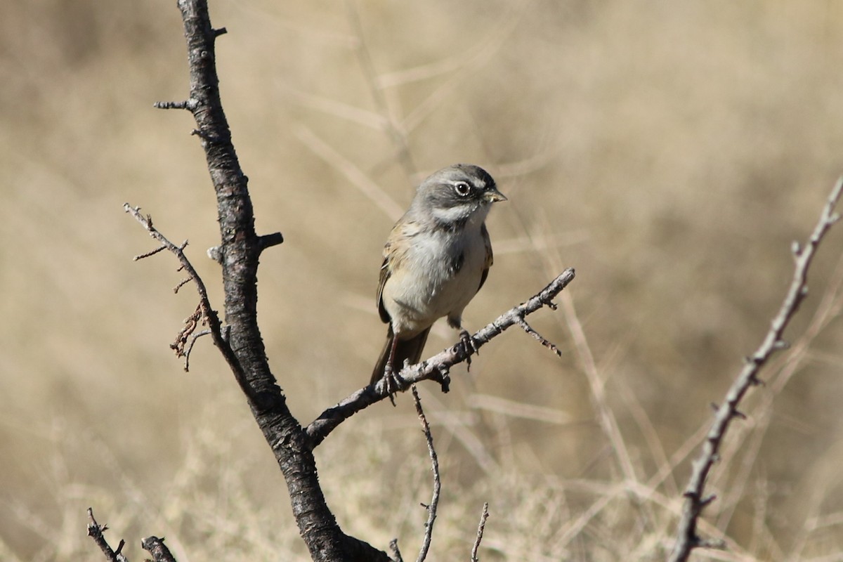 Bell's Sparrow (canescens) - ML268778961