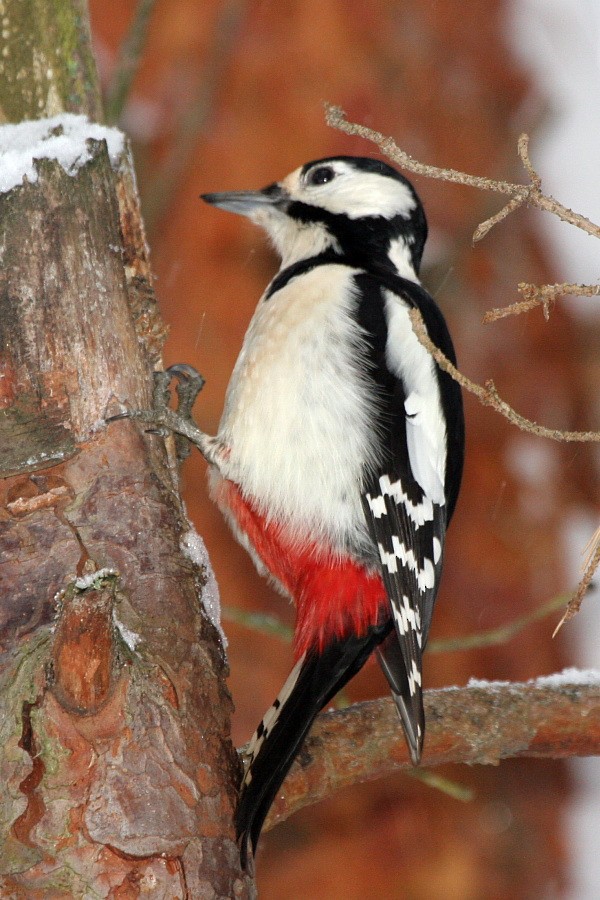 Great Spotted Woodpecker (Great Spotted) - ML268780131