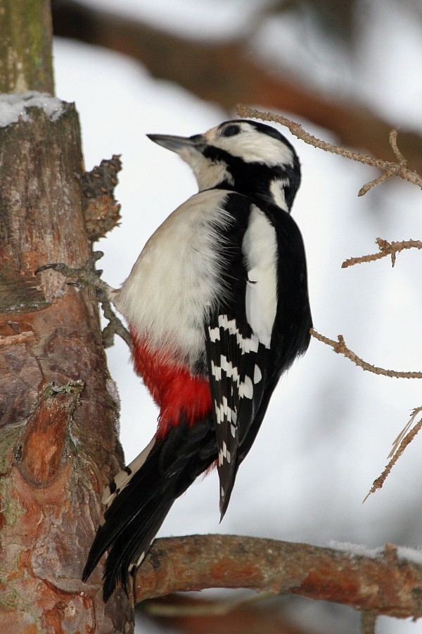 Great Spotted Woodpecker (Great Spotted) - ML268780151