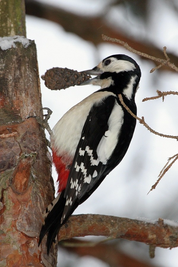 Great Spotted Woodpecker (Great Spotted) - ML268780191