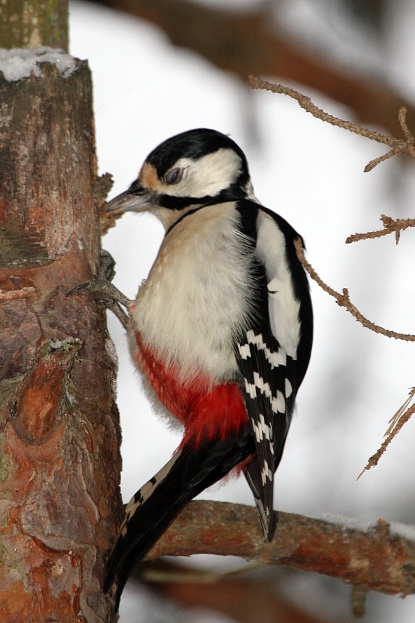 Great Spotted Woodpecker (Great Spotted) - ML268780241