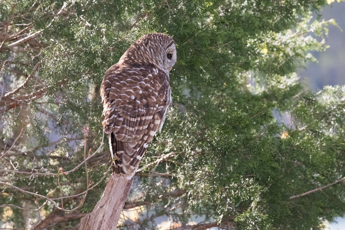 Barred Owl - ML26878181