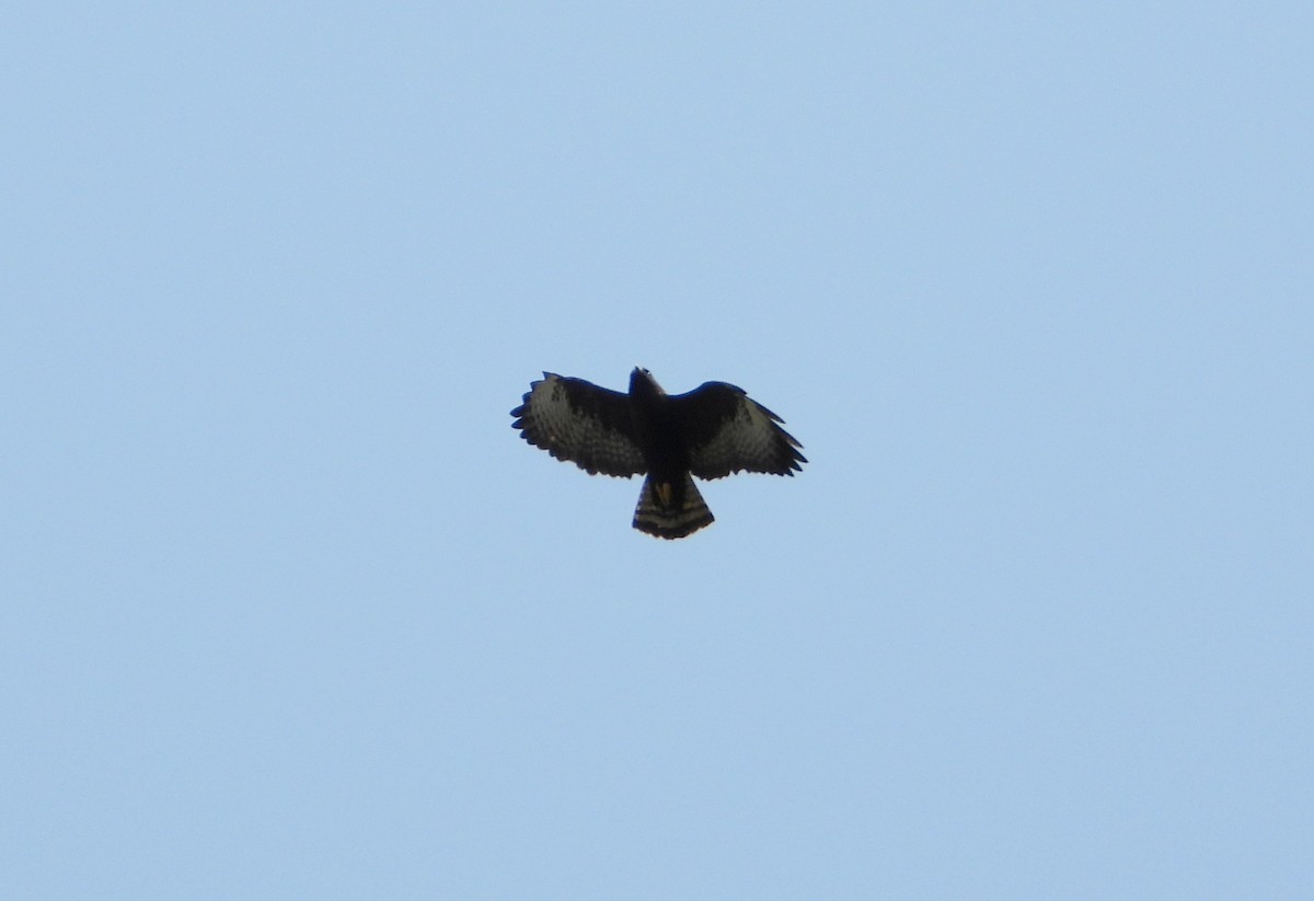 Short-tailed Hawk - ML268781821