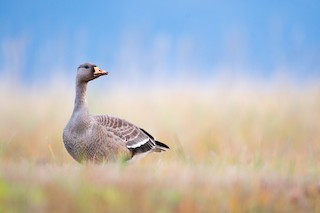 Greater White-fronted Goose, ML268783311