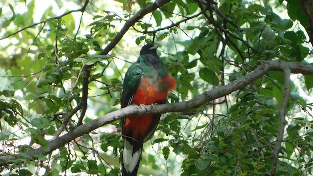 Quetzal oreillard - ML268787151