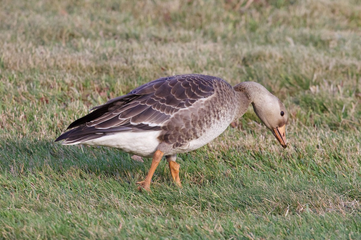 Greater White-fronted Goose - Peder Svingen