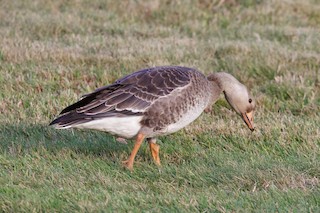 Greater White-fronted Goose, ML268790031
