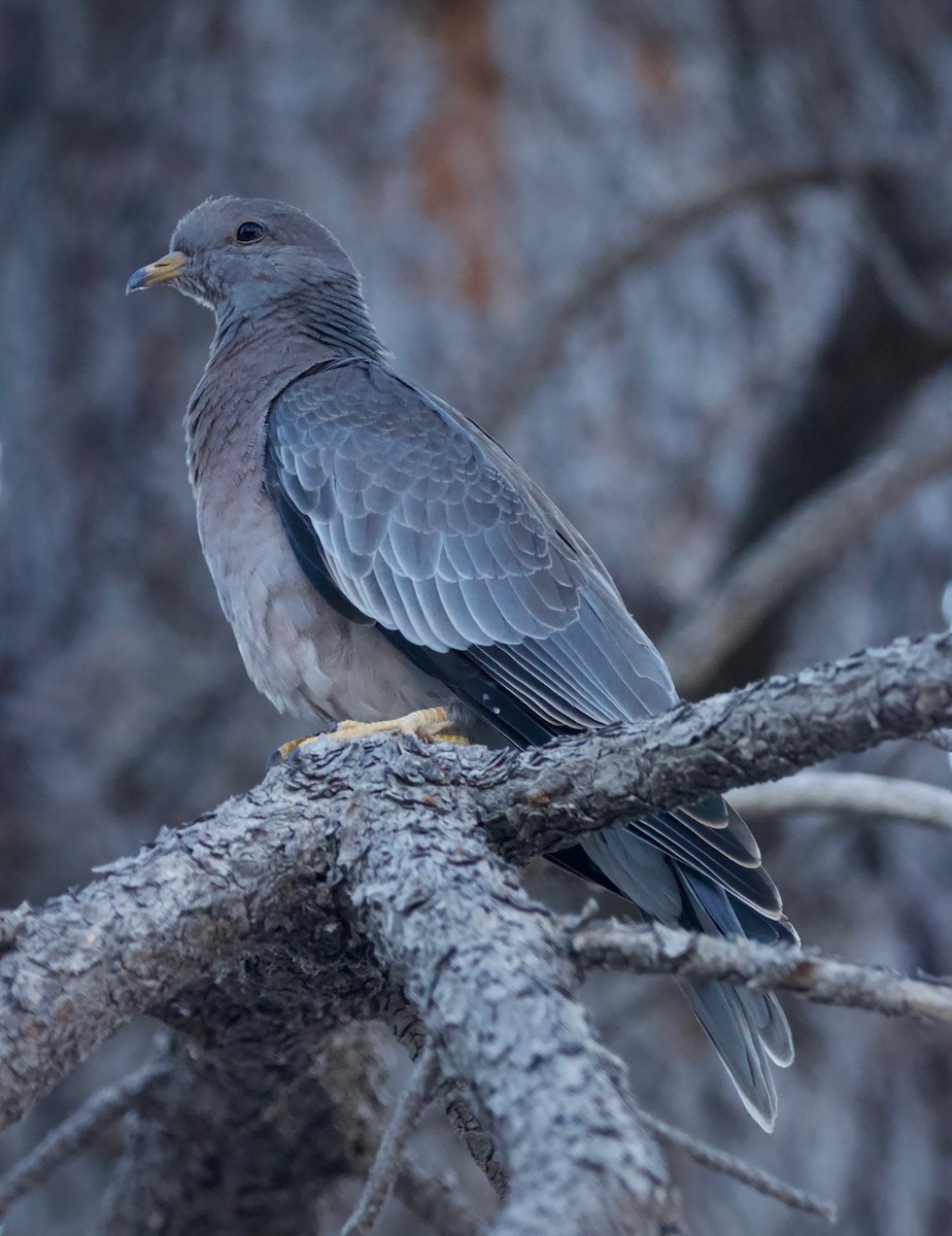 Band-tailed Pigeon - Kim Score