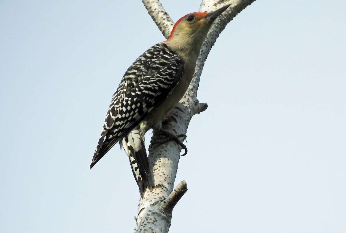 Red-bellied Woodpecker - Theresa Dobko (td birder)