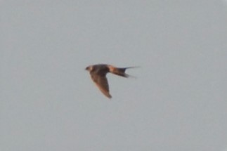 Red-rumped Swallow - David Hollie