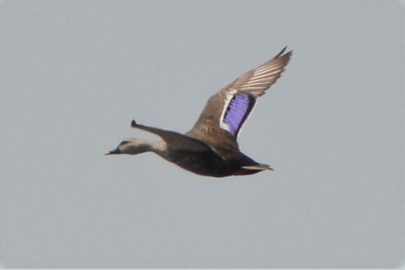 Indian Spot-billed Duck - ML26879771