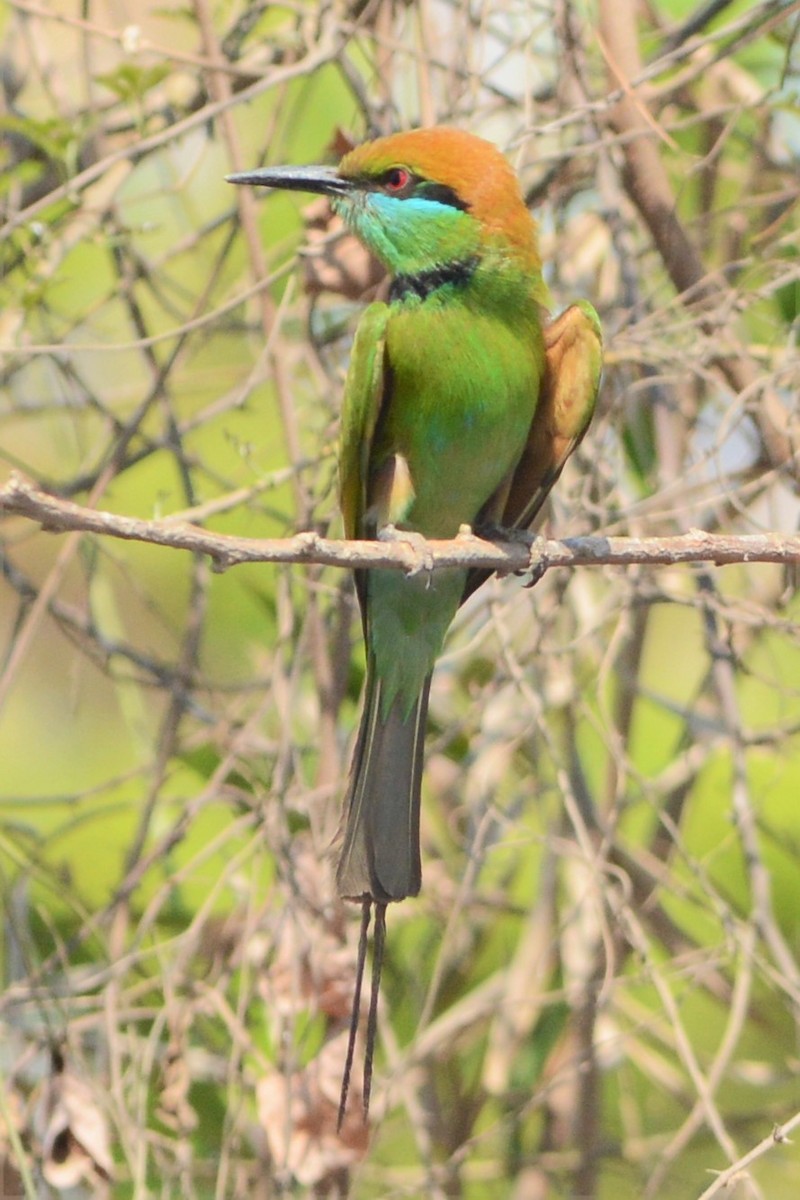 Asian Green Bee-eater - David Hollie