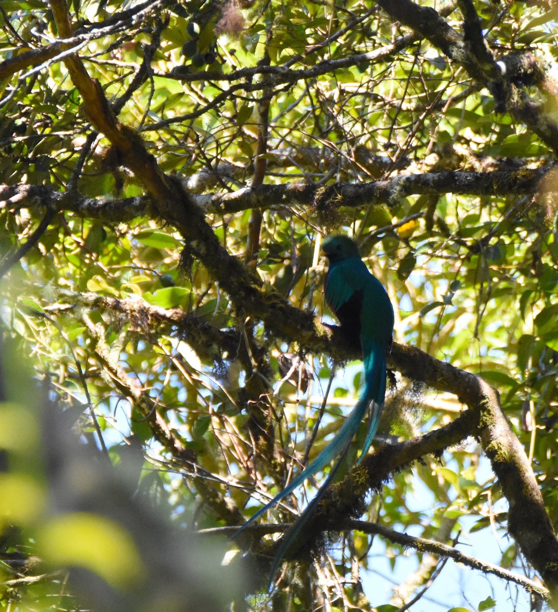 Quetzal resplendissant (costaricensis) - ML26880241