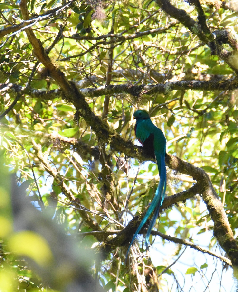 Quetzal Guatemalteco (costaricensis) - ML26880281