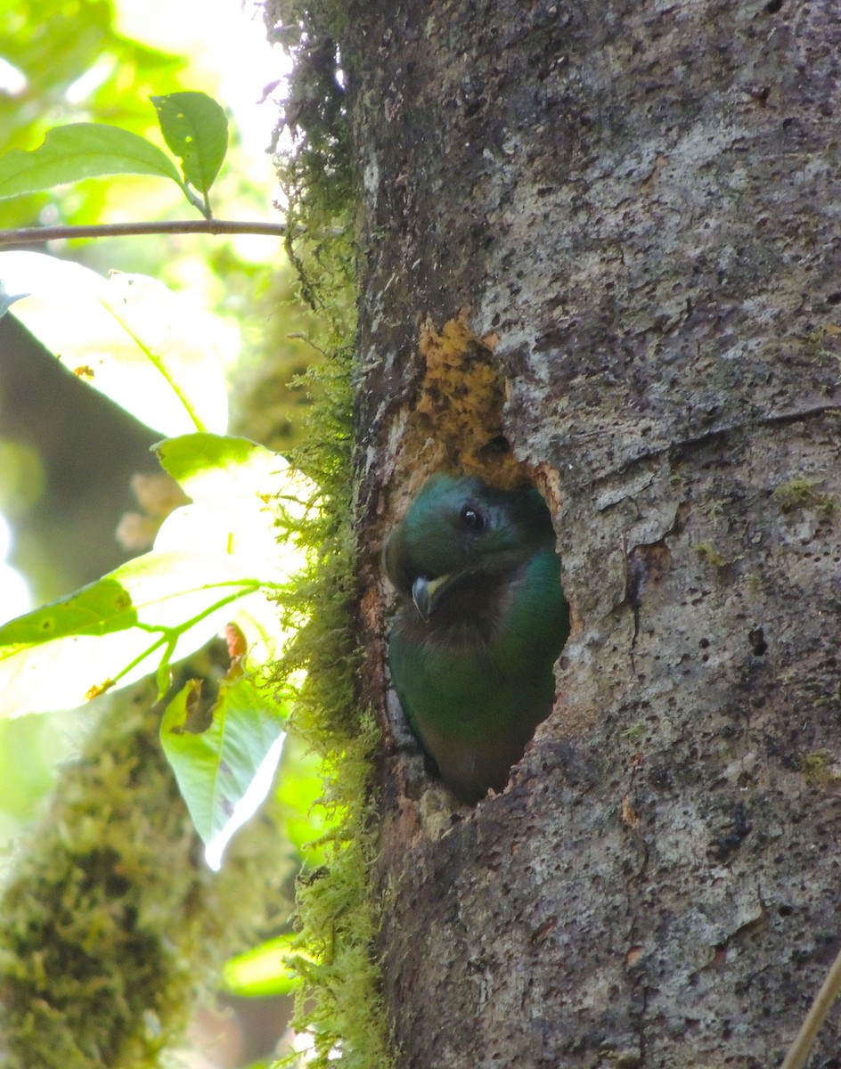 Quetzal Guatemalteco (costaricensis) - ML26880391